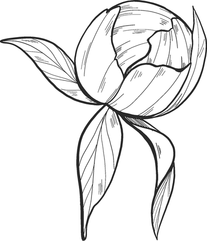 Peony Bud Coloring Page